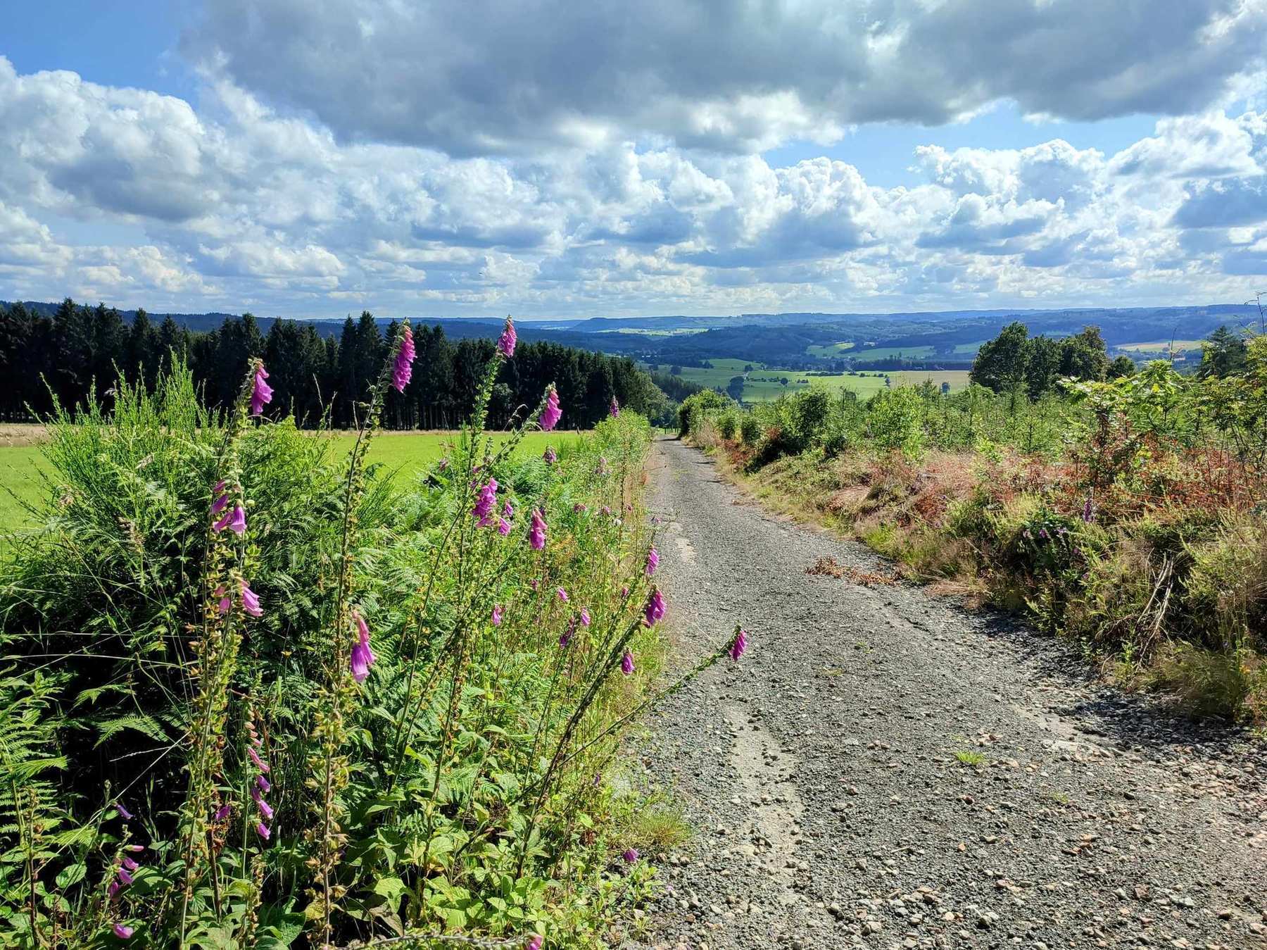 Wandelpad met vingerhoedskruid